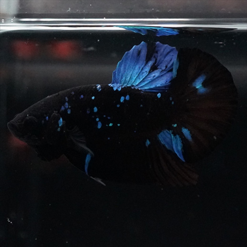 画像2: HMPK ブルーブラックライト (2)