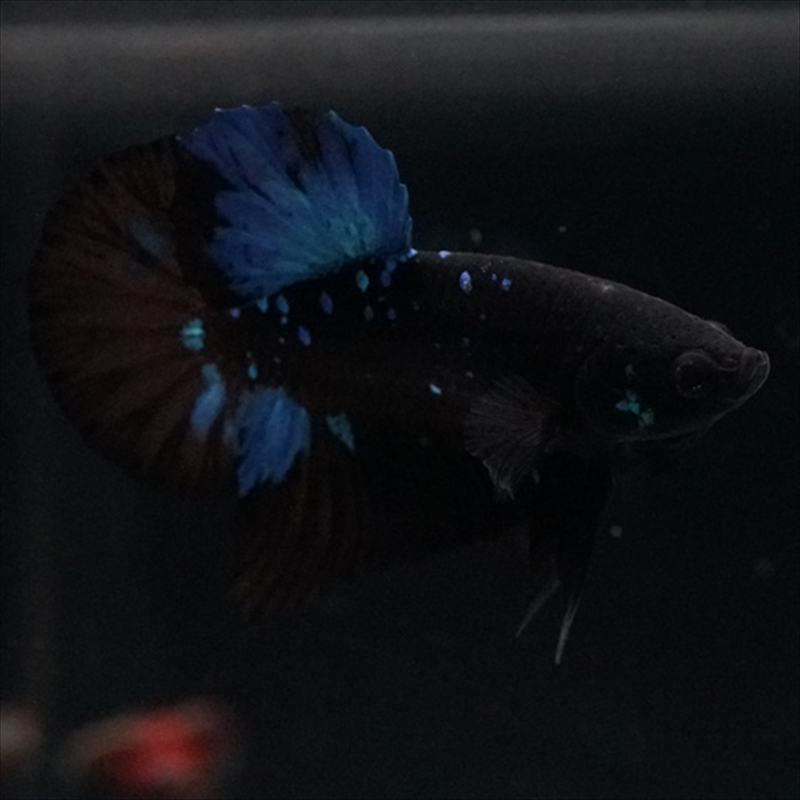 画像5: HMPK ブルーブラックライト (5)