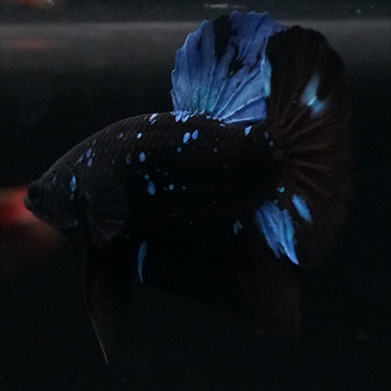 画像6: HMPK ブルーブラックライト (6)