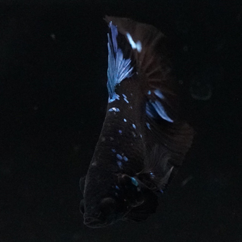 画像10: HMPK ブルーブラックライト (10)