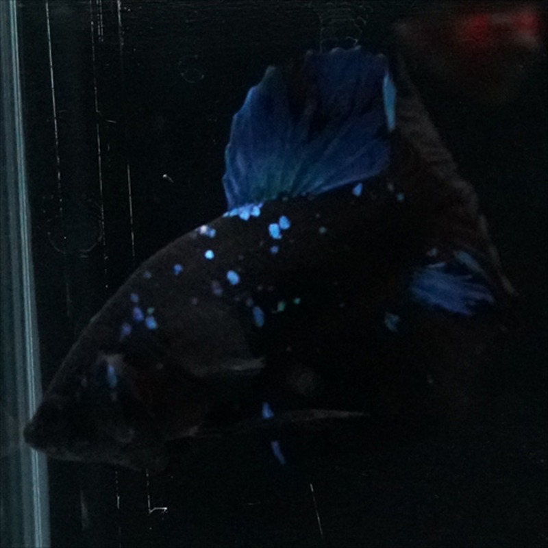 画像12: HMPK ブルーブラックライト (12)