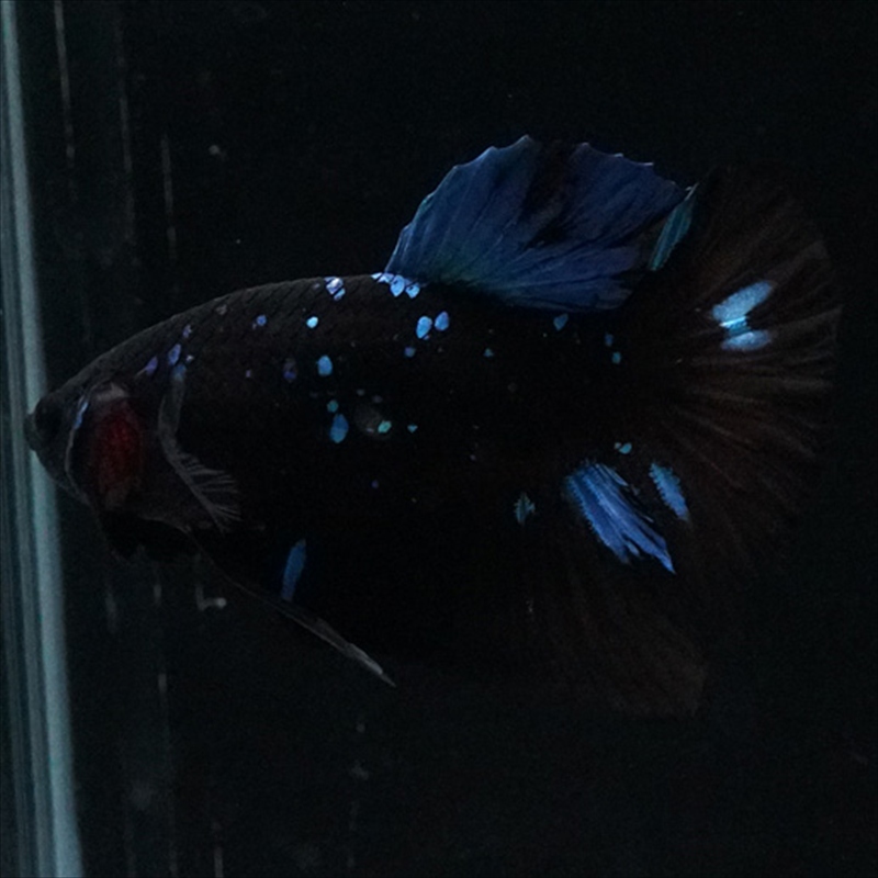 画像13: HMPK ブルーブラックライト (13)