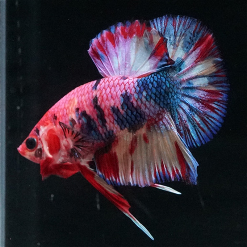 画像5: HMPK キャンディギャラクシー (5)