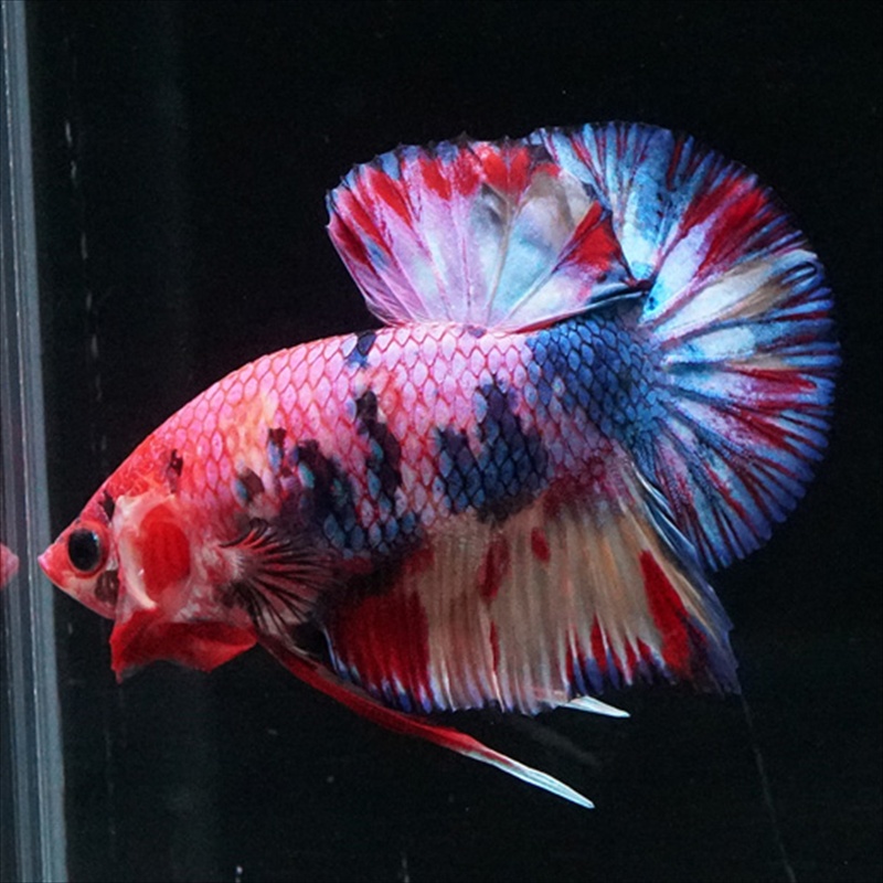 画像7: HMPK キャンディギャラクシー (7)