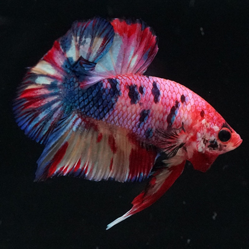 画像9: HMPK キャンディギャラクシー (9)