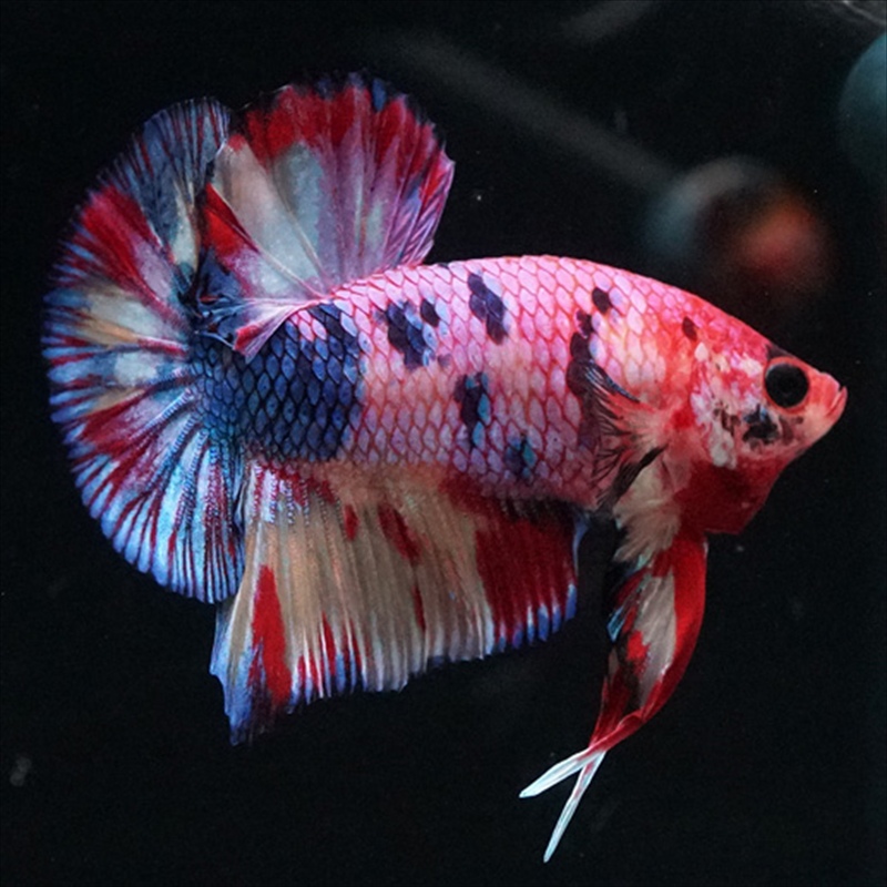 画像2: HMPK キャンディギャラクシー (2)