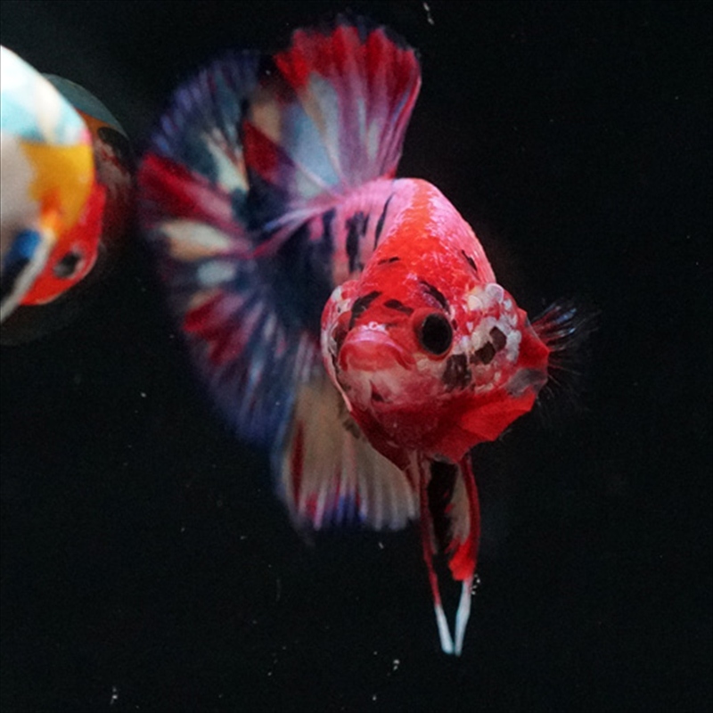 画像12: HMPK キャンディギャラクシー (12)