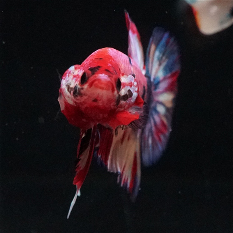 画像13: HMPK キャンディギャラクシー (13)