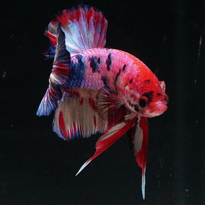 画像15: HMPK キャンディギャラクシー (15)