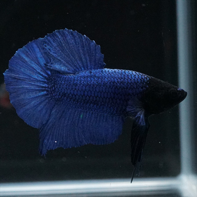 画像9: HMPK ブルー ブラックヘッド (9)