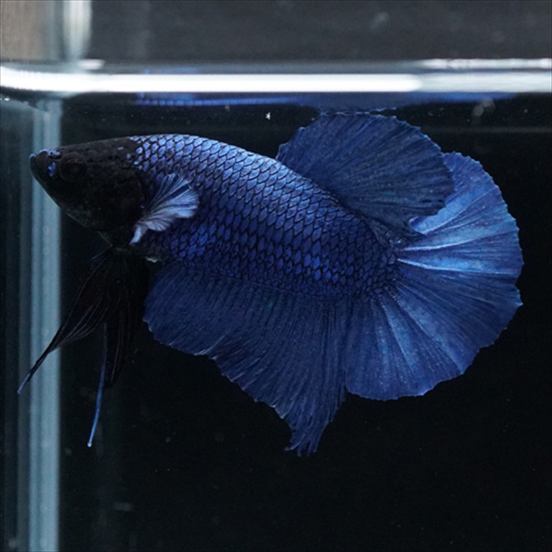 画像11: HMPK ブルー ブラックヘッド (11)