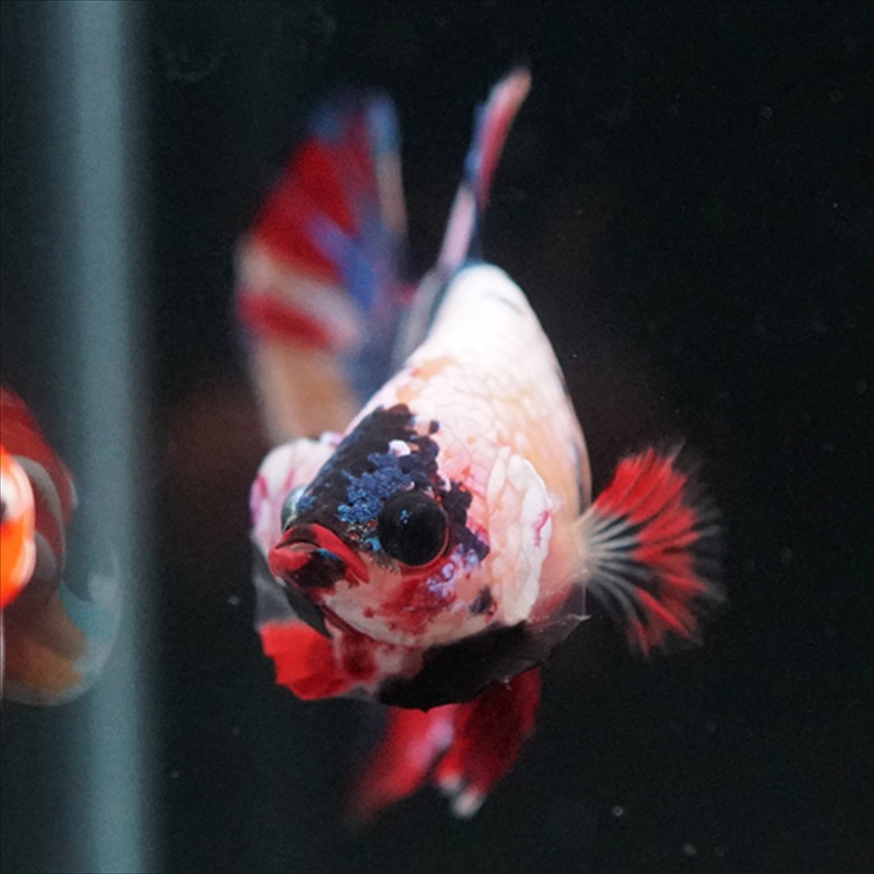 画像4: HMPK キャンディレインボー (4)