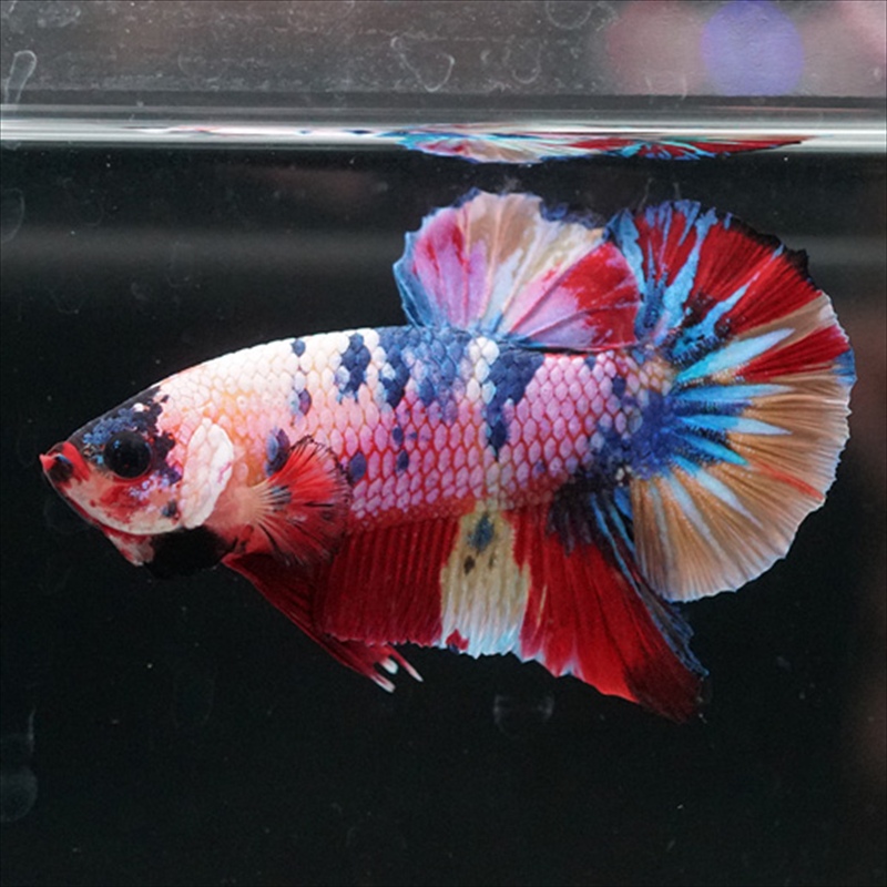 画像6: HMPK キャンディレインボー (6)