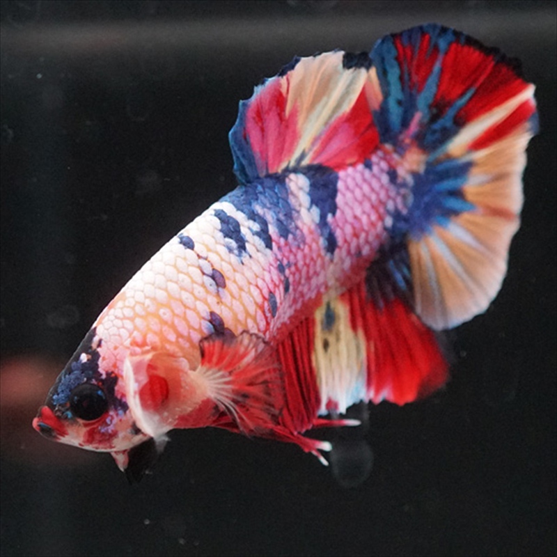 画像7: HMPK キャンディレインボー (7)