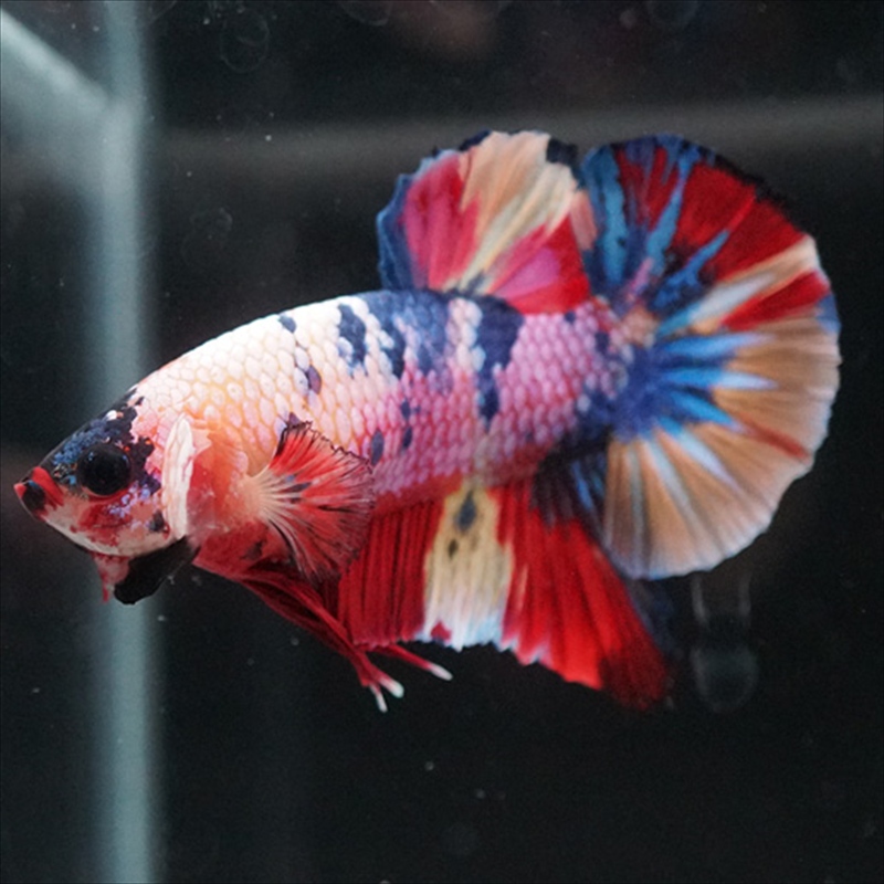 画像8: HMPK キャンディレインボー (8)