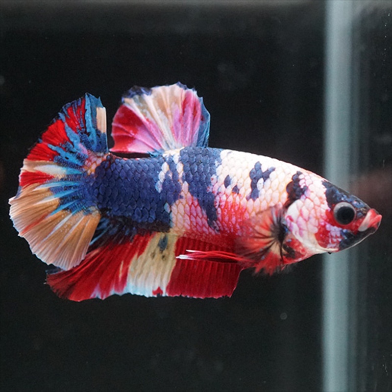 画像10: HMPK キャンディレインボー (10)