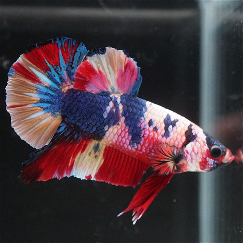 画像11: HMPK キャンディレインボー (11)