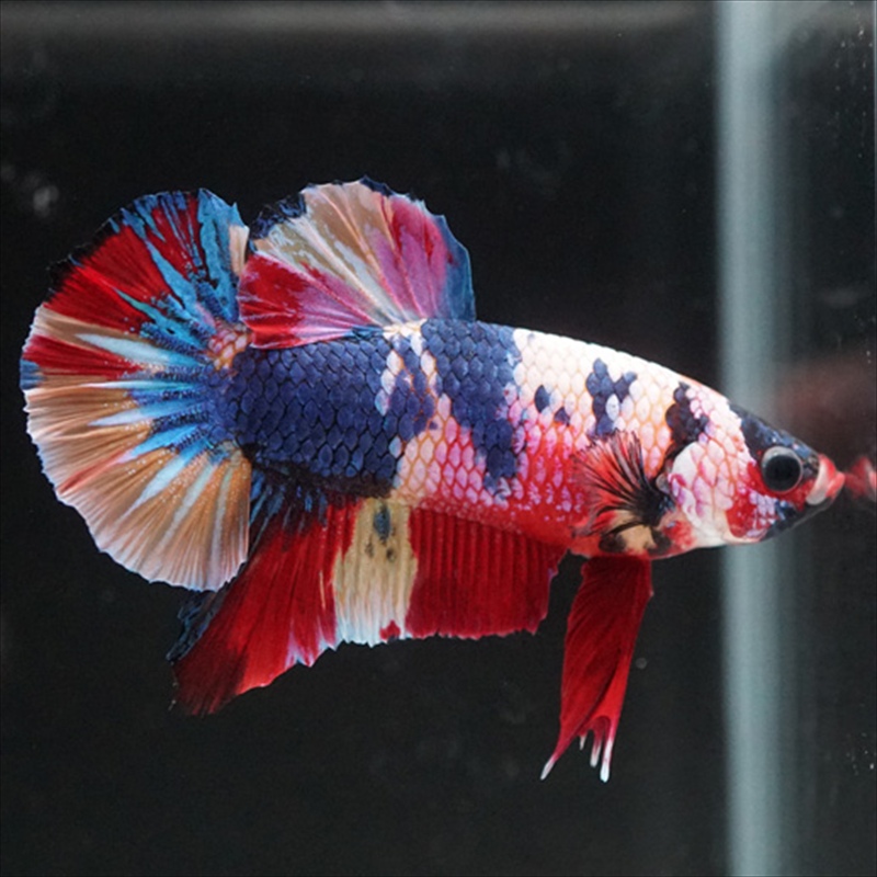 画像12: HMPK キャンディレインボー (12)