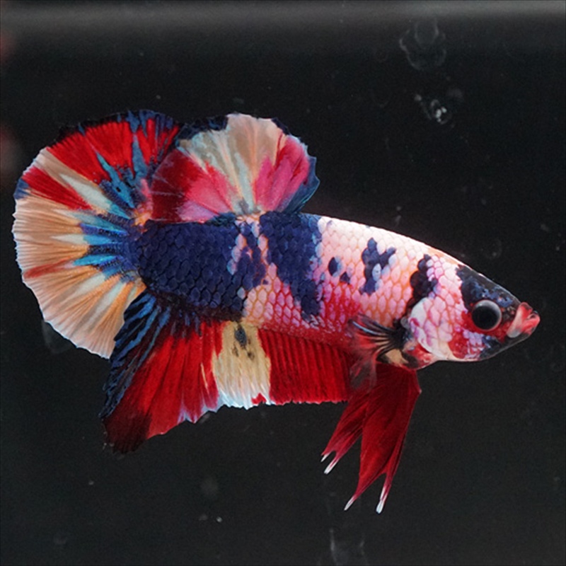 画像13: HMPK キャンディレインボー (13)