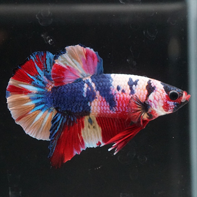 画像2: HMPK キャンディレインボー (2)