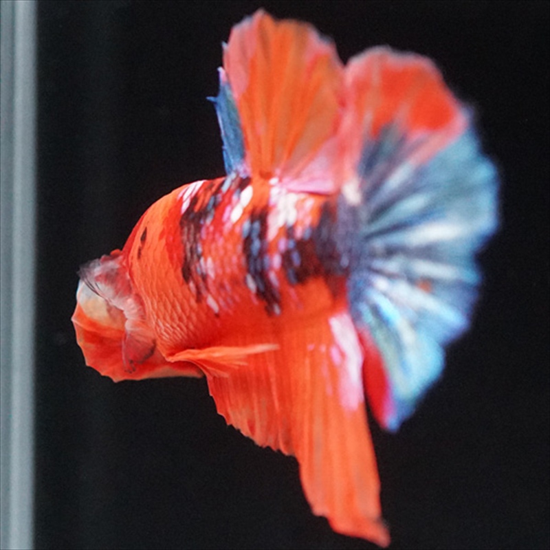 画像7: HMPK キャンディ (7)