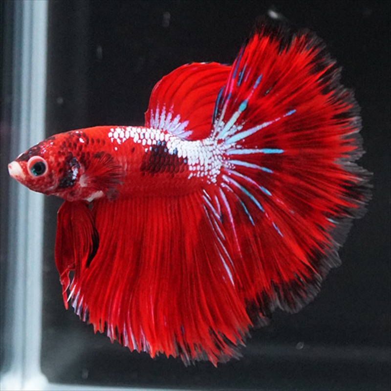 画像3: HM ファンシーレッド (3)