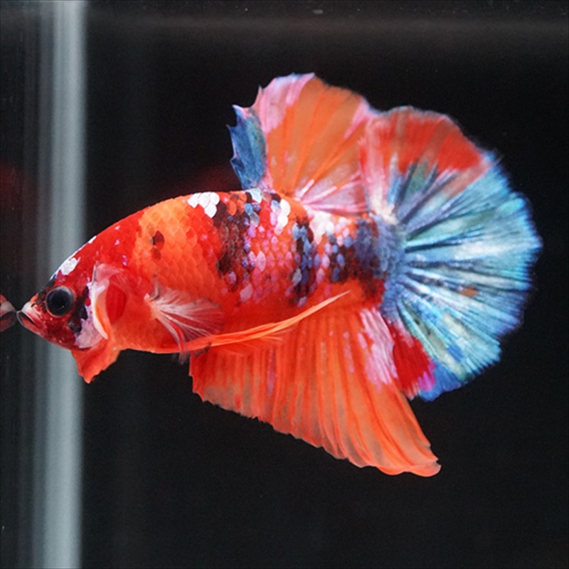 画像2: HMPK キャンディ (2)