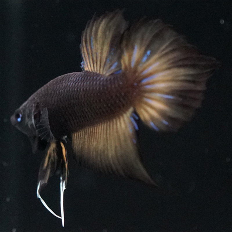 画像3: ワイルドハイブリッド マスタード ♂のみ (3)