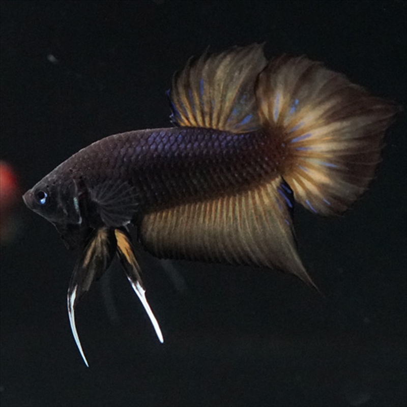 画像4: ワイルドハイブリッド マスタード ♂のみ (4)