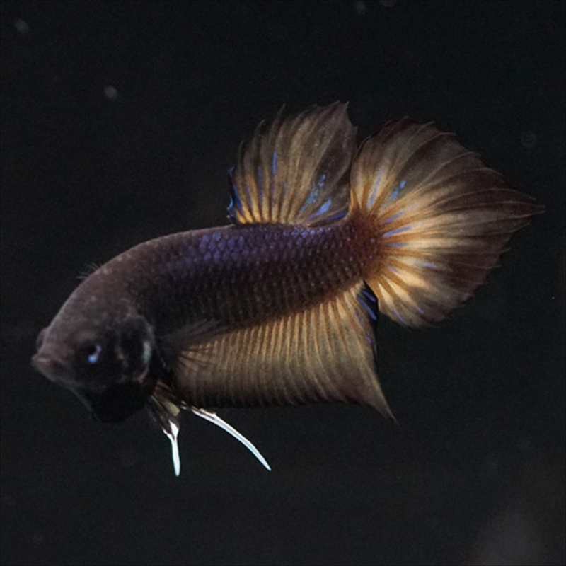 画像5: ワイルドハイブリッド マスタード ♂のみ (5)