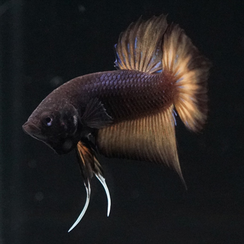 画像6: ワイルドハイブリッド マスタード ♂のみ (6)