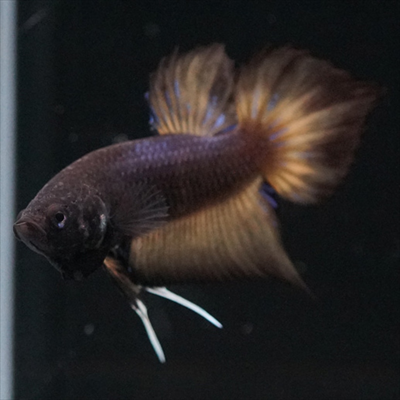 画像7: ワイルドハイブリッド マスタード ♂のみ (7)