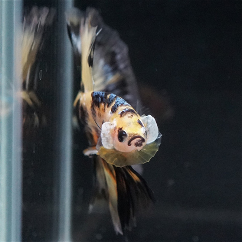 画像3: HM イエロータイガー (3)