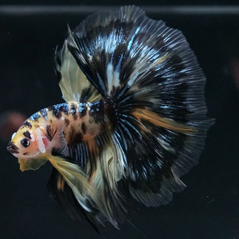 画像2: HM イエロータイガー (2)