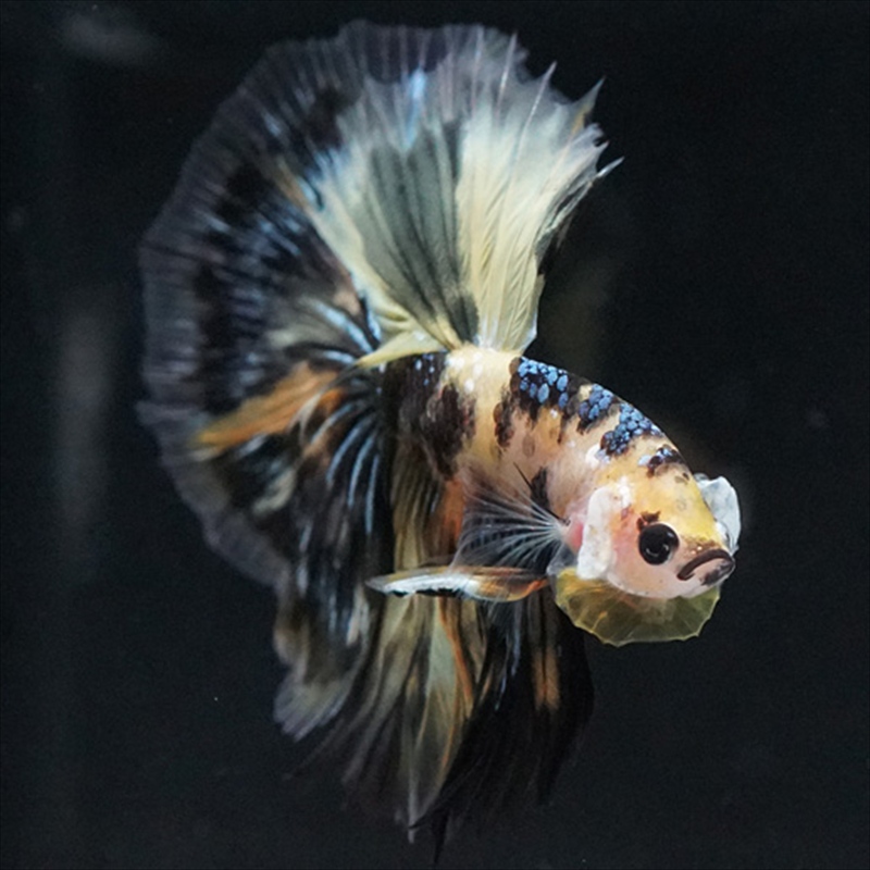 画像5: HM イエロータイガー (5)