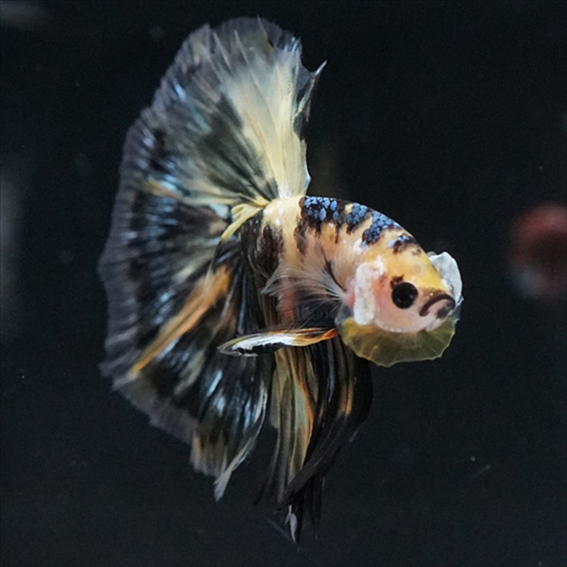 画像6: HM イエロータイガー (6)