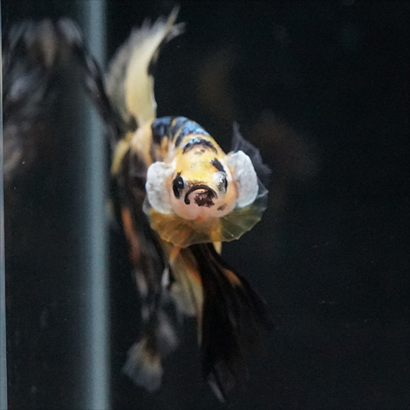 画像10: HM イエロータイガー (10)