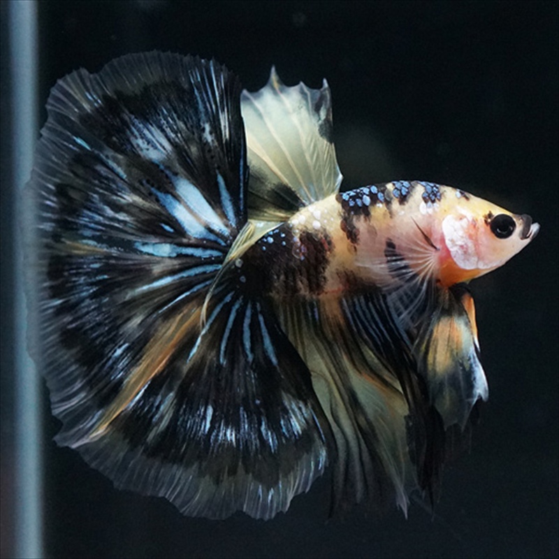 画像1: HM イエロータイガー (1)