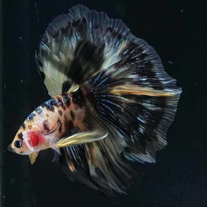 画像12: HM イエロータイガー (12)