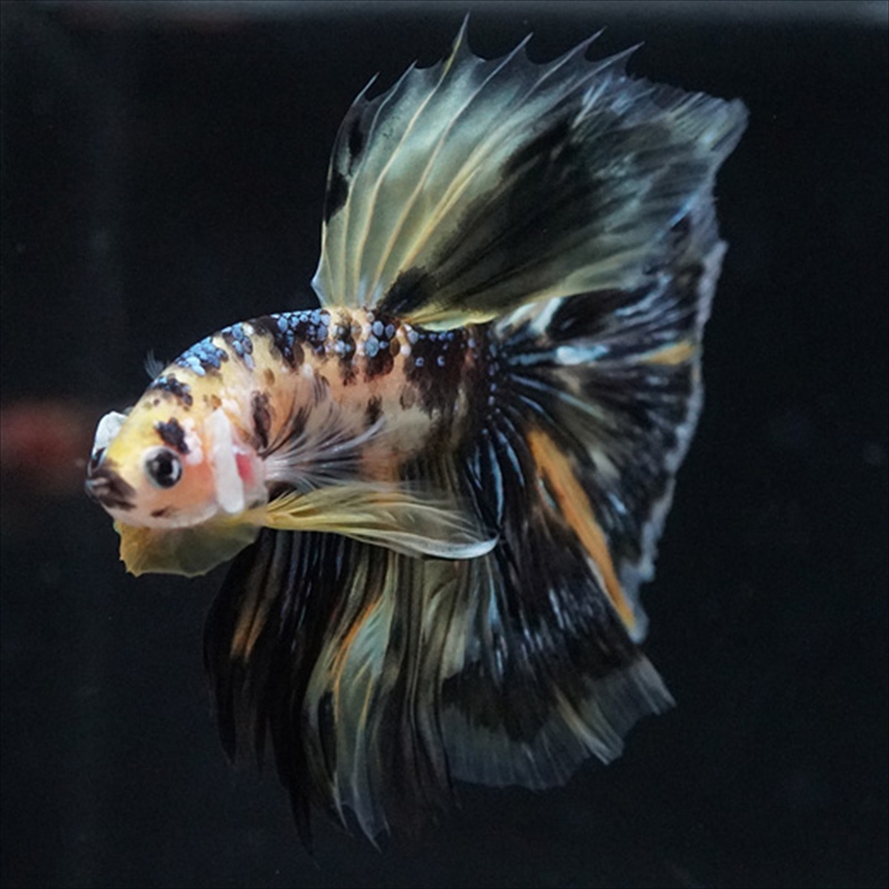 画像14: HM イエロータイガー (14)