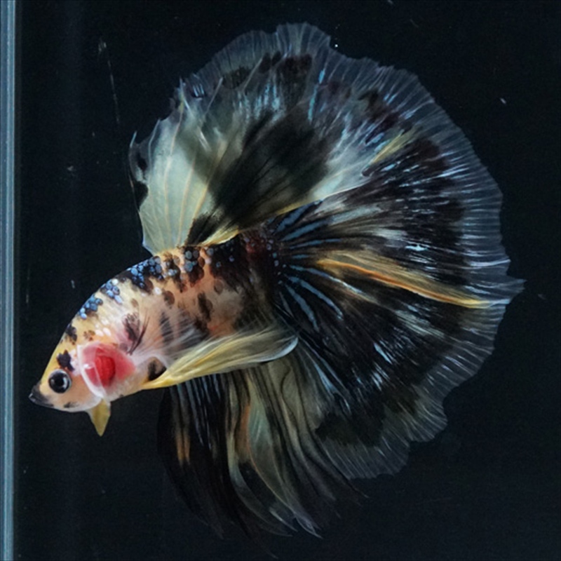 画像15: HM イエロータイガー (15)