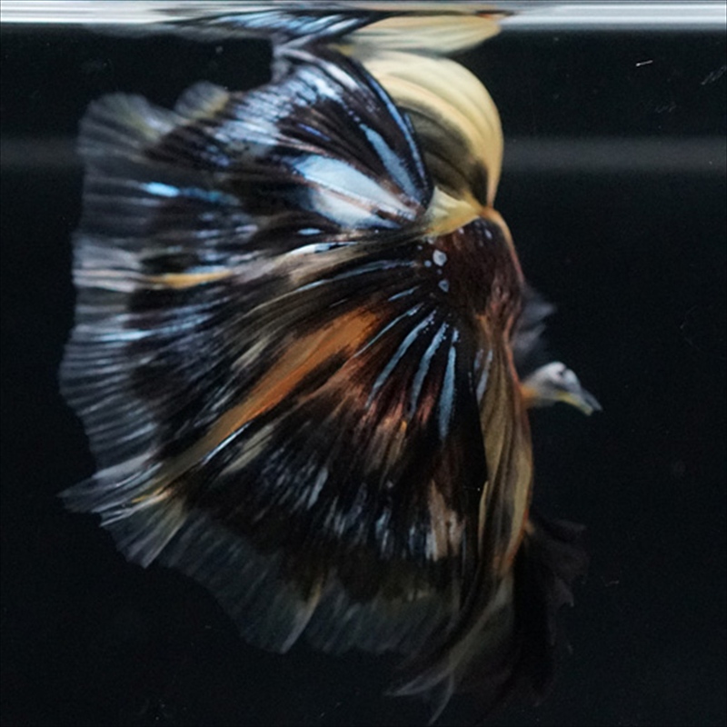 画像16: HM イエロータイガー (16)