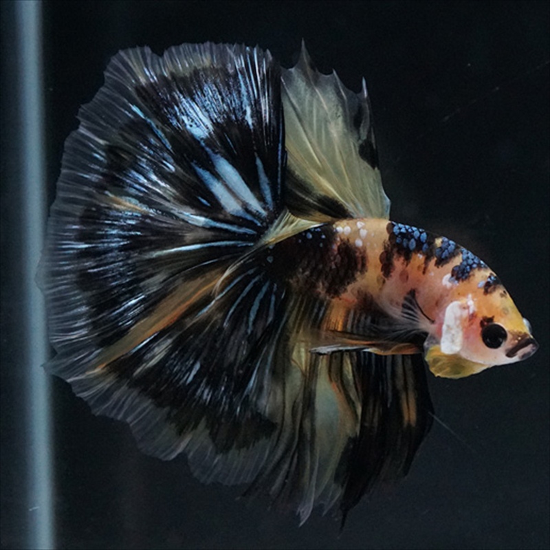 画像17: HM イエロータイガー (17)