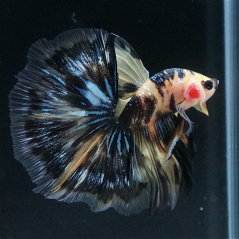 画像18: HM イエロータイガー (18)