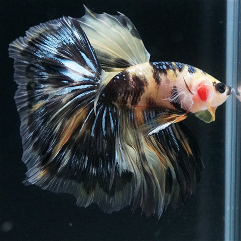 画像20: HM イエロータイガー (20)