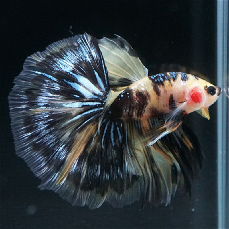 画像21: HM イエロータイガー (21)