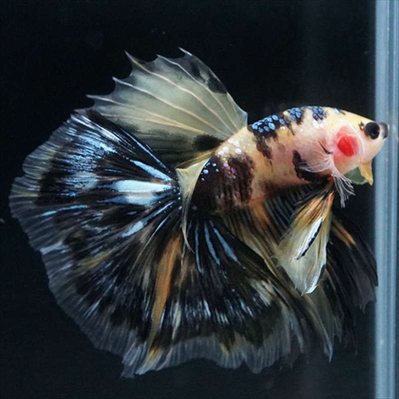 画像22: HM イエロータイガー (22)