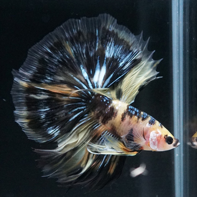 画像23: HM イエロータイガー (23)