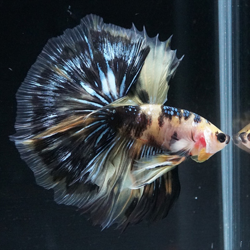 画像24: HM イエロータイガー (24)