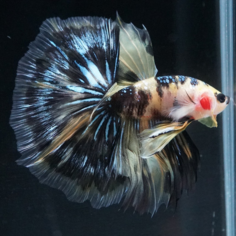 画像25: HM イエロータイガー (25)